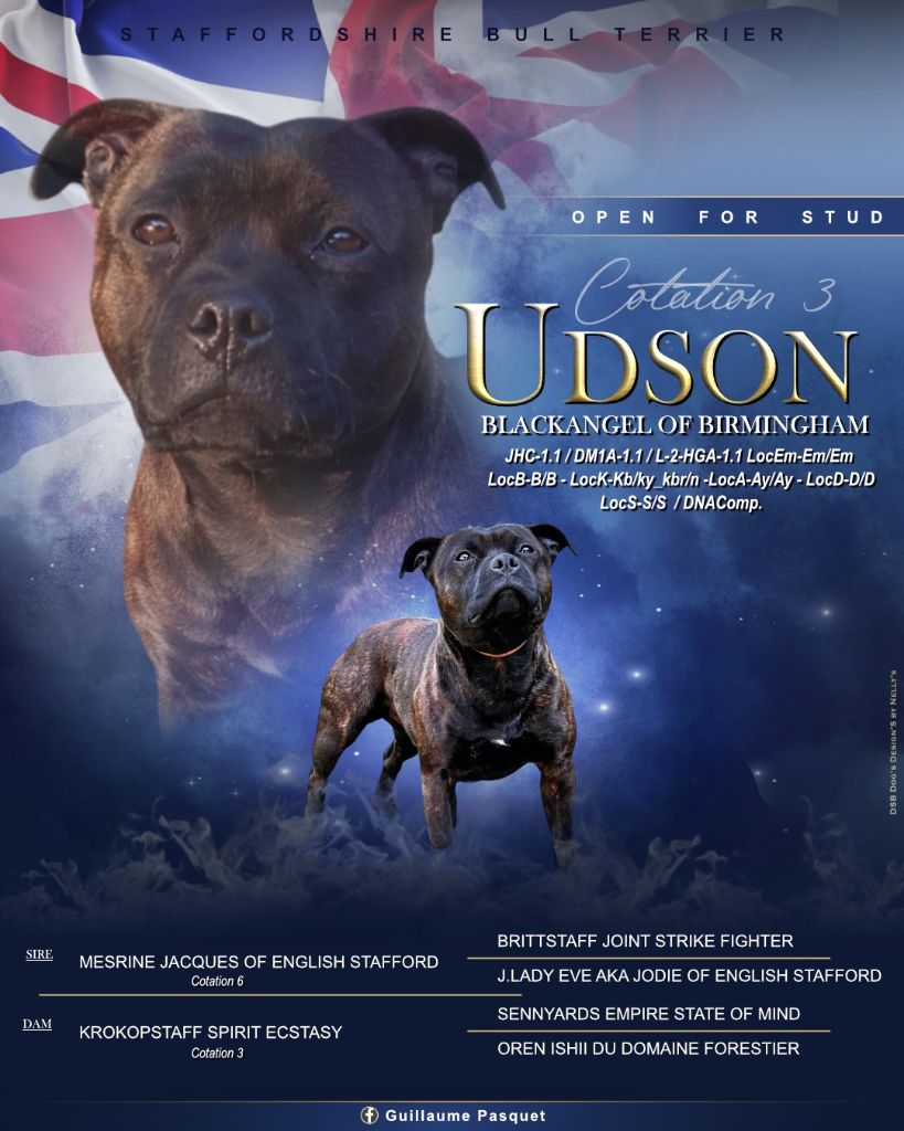 Mon chien Blackangel Of Birmingham