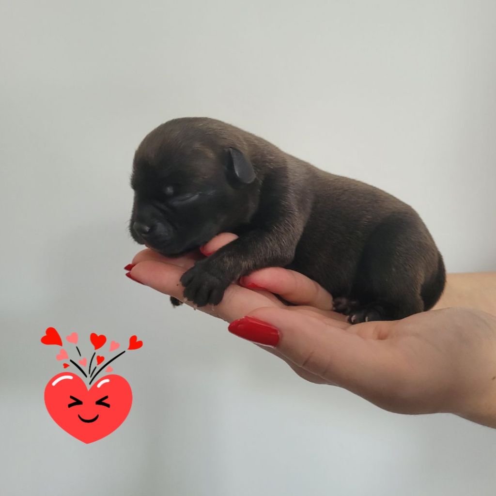 Blackangel Of Birmingham - Staffordshire Bull Terrier - Portée née le 16/05/2023